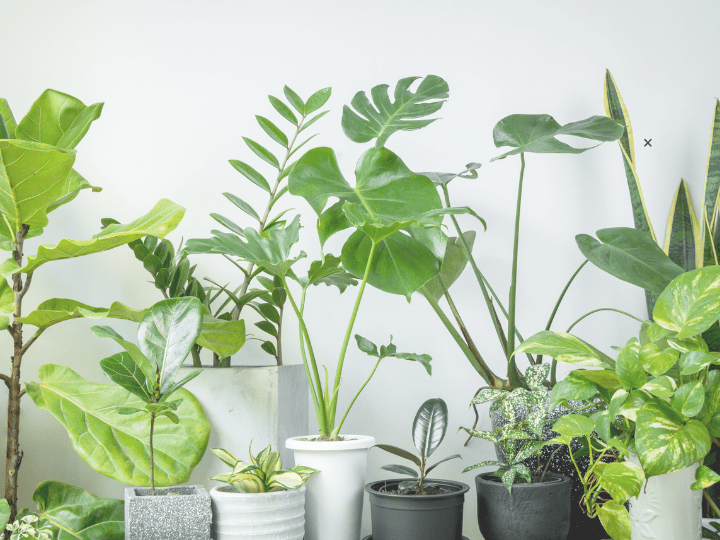 Tips for Moving Cross Country with Houseplants
