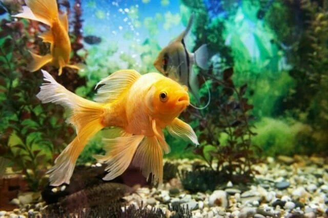 How to Safely Pack and Transport an Aquarium in Calgary How to Safely Pack and Transport an Aquarium in Calgary
